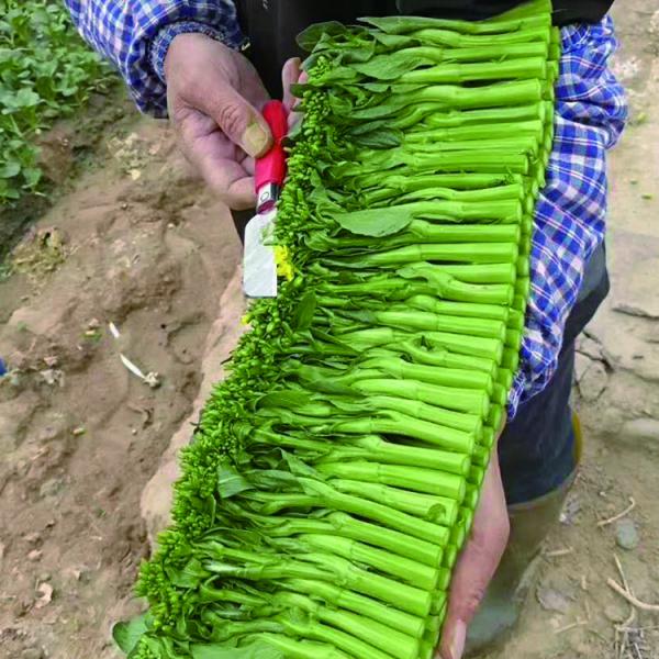 河南新鲜菜心 白菜薹 水白菜花 品质脆嫩 风味独特 可炒食、汤用