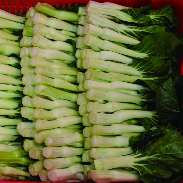 河南白菜苔 黄油菜的嫩茎 色泽翠绿 鲜嫩可口 性凉而味甘
